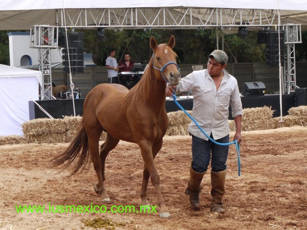 Estado de Querétaro, México. Tequisquiapan; Expo Caballo 2012.