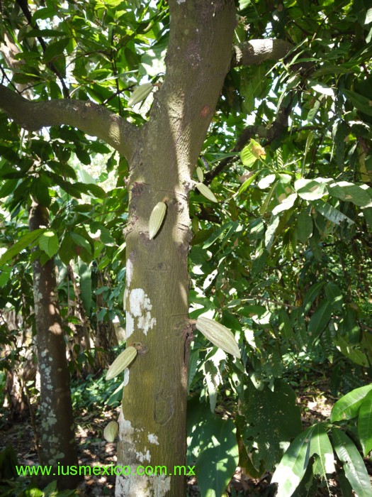 Tabasco, M&eacute;xico. Comalcalco. Finca "Cholula".