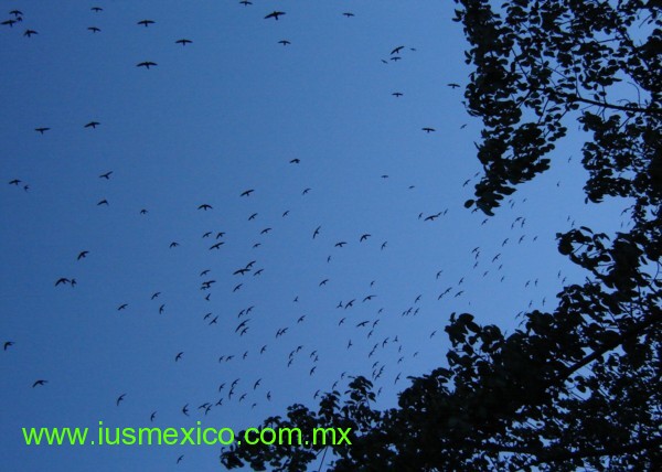 San Luis Potosí, México. Aquismón, Sótano de las Golondrinas.